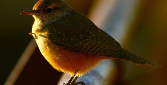 Close-up of a green and yellow bird perched on a branch, with a blurred background of brown and green hues.