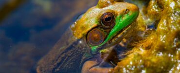 A brown and green frog emerging from the water, perched on an aquatic plant-covered shoreline.