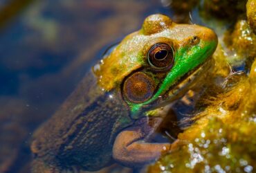 A brown and green frog emerging from the water, perched on an aquatic plant-covered shoreline.