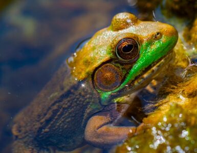 A brown and green frog emerging from the water, perched on an aquatic plant-covered shoreline.