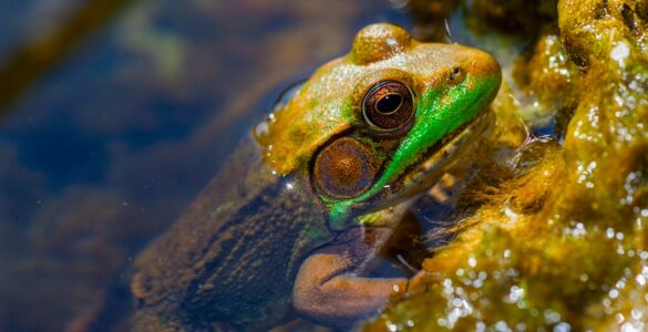 A brown and green frog emerging from the water, perched on an aquatic plant-covered shoreline.