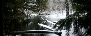 A peaceful winter pond surrounded by evergreen and deciduous trees. Snow covers most of the shoreline, with fallen trees partially submerged in the pond, also covered in snow.