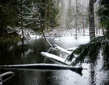 A peaceful winter pond surrounded by evergreen and deciduous trees. Snow covers most of the shoreline, with fallen trees partially submerged in the pond, also covered in snow.