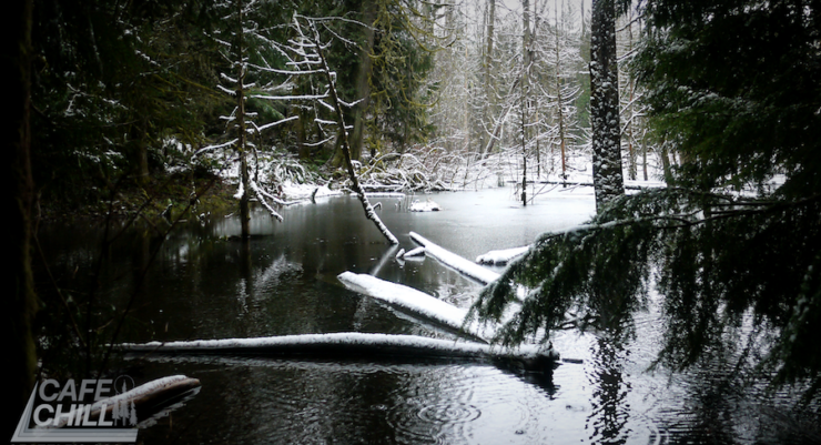 A peaceful winter pond surrounded by evergreen and deciduous trees. Snow covers most of the shoreline, with fallen trees partially submerged in the pond, also covered in snow.