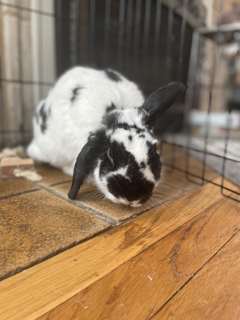 a black and white bunny