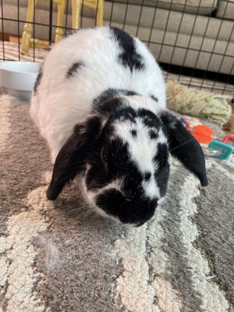 a black and white bunny