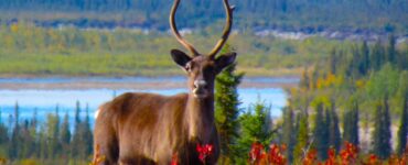 A single caribou gazes directly at the camera, surrounded by red shrubs, with a river and forest in the background.