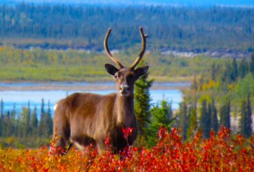 A single caribou gazes directly at the camera, surrounded by red shrubs, with a river and forest in the background.