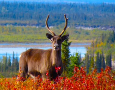 A single caribou gazes directly at the camera, surrounded by red shrubs, with a river and forest in the background.