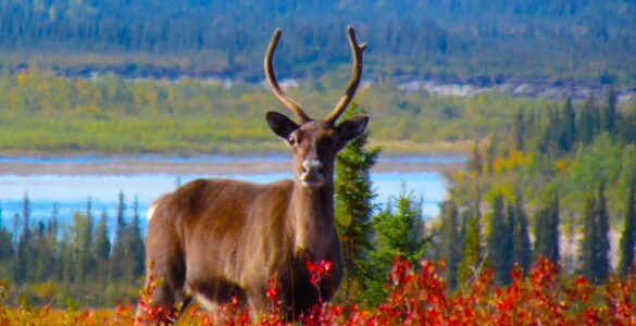 A single caribou gazes directly at the camera, surrounded by red shrubs, with a river and forest in the background.