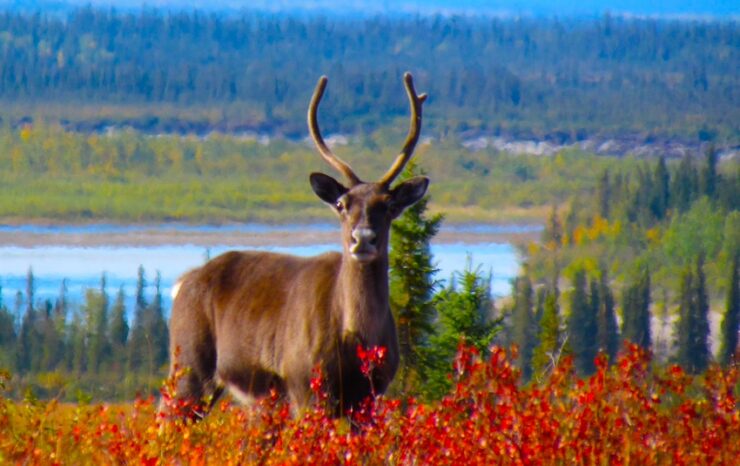 A single caribou gazes directly at the camera, surrounded by red shrubs, with a river and forest in the background.